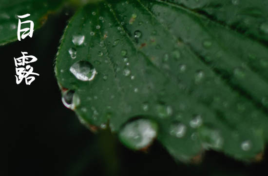 2023白露领证好吗 白露节气适合领证吗 2023白露领证好吗 白露节气适合领证吗